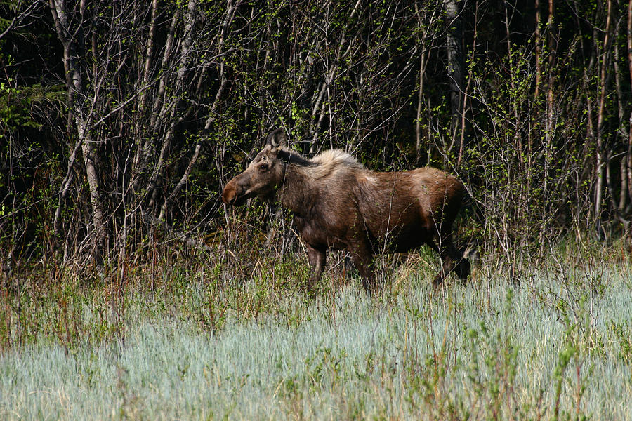 Moose Photograph - Feeding Along #1 by Doug Lloyd