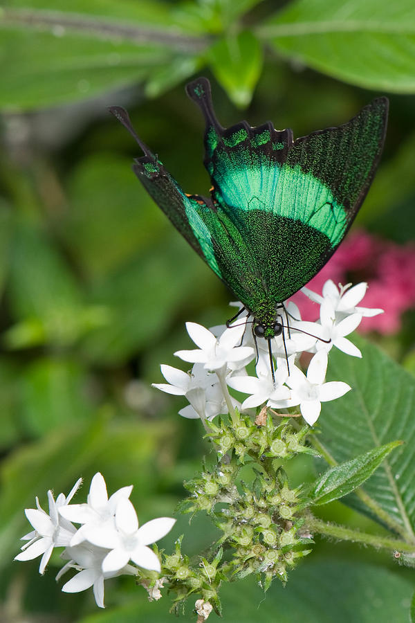 Butterfly Photograph - Feeding #1 by Joann Vitali