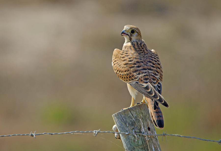 Female Common Kestrel #1 Photograph by Perry Van Munster