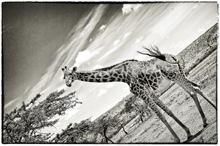 Female Giraffe #2 Photograph by Perla Copernik