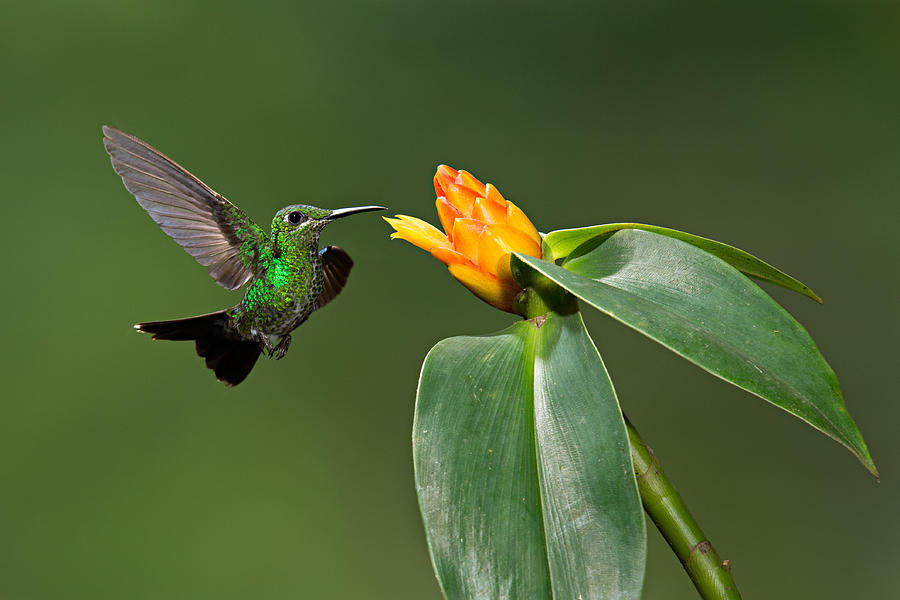 Female Green-crowned Brilliant Hummingbird Photograph by Hali Sowle ...