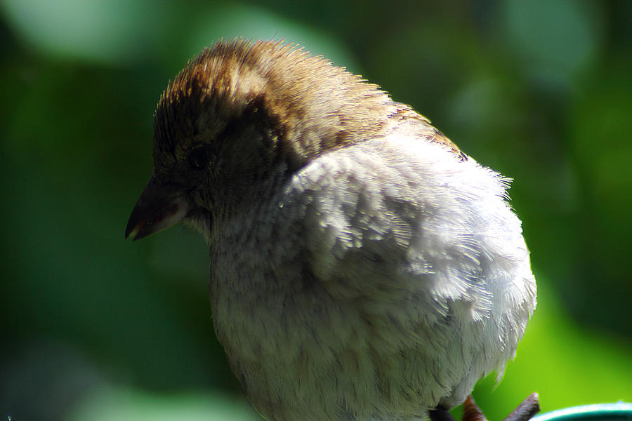 Female House Sparrow #1 Photograph by Scott Hovind