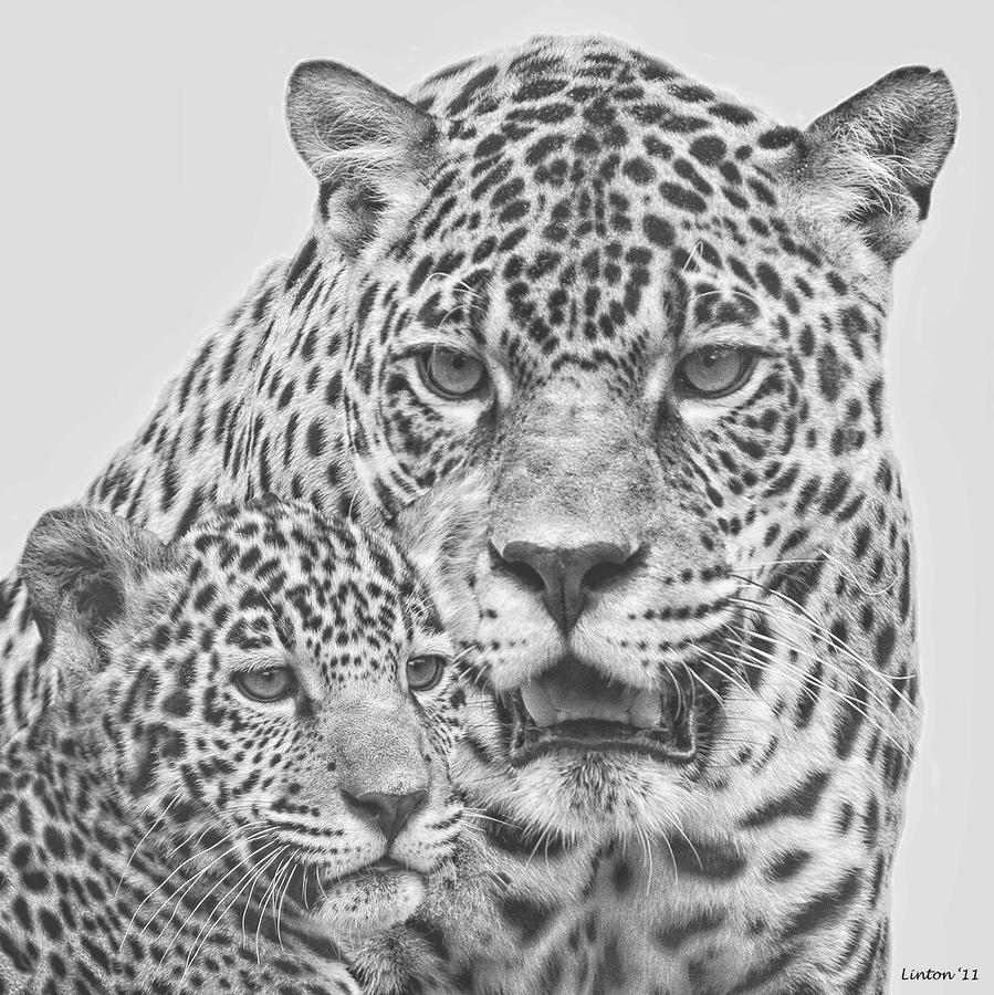 Female Jaguar And Cub Digital Art by Larry Linton