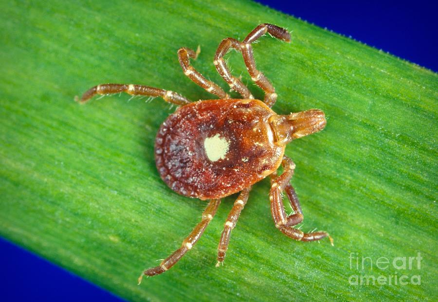 Female Lone Star Tick #1 Photograph by Science Source