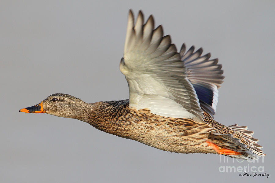 Female Mallard Duck in Flight #1 Photograph by Steve Javorsky