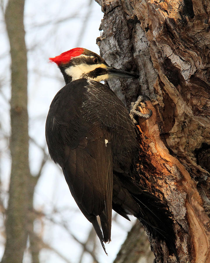 Female Pileated Woodpecker Photograph by Doris Potter - Pixels