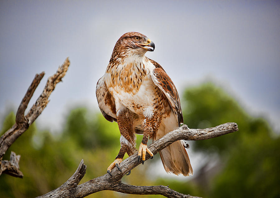 Ferriginous Hawk #1 Photograph by Dan Nelson