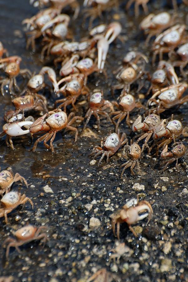 Fiddler crabs #1 Photograph by David Campione