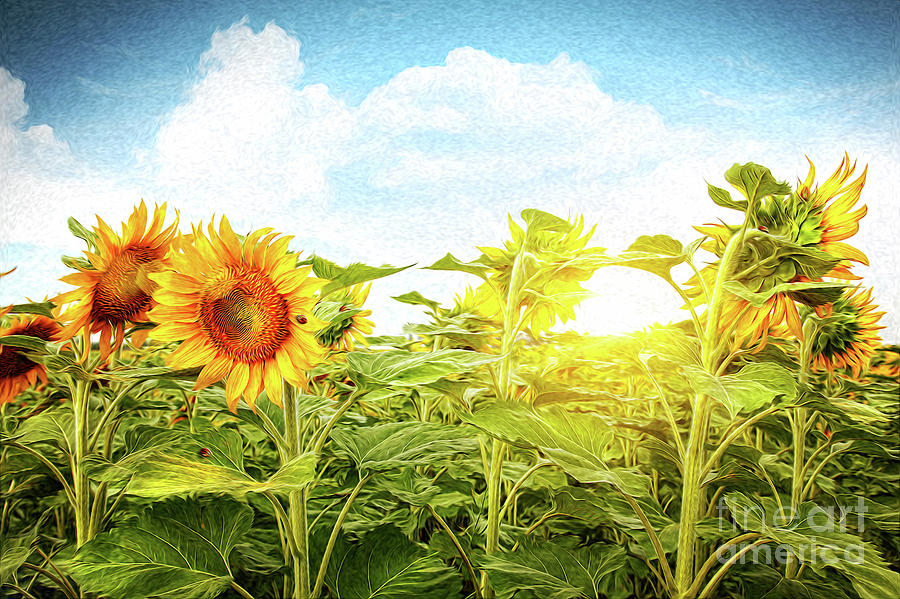 Field of colorful sunflowers/Digital Painting   Photograph by Sandra Cunningham