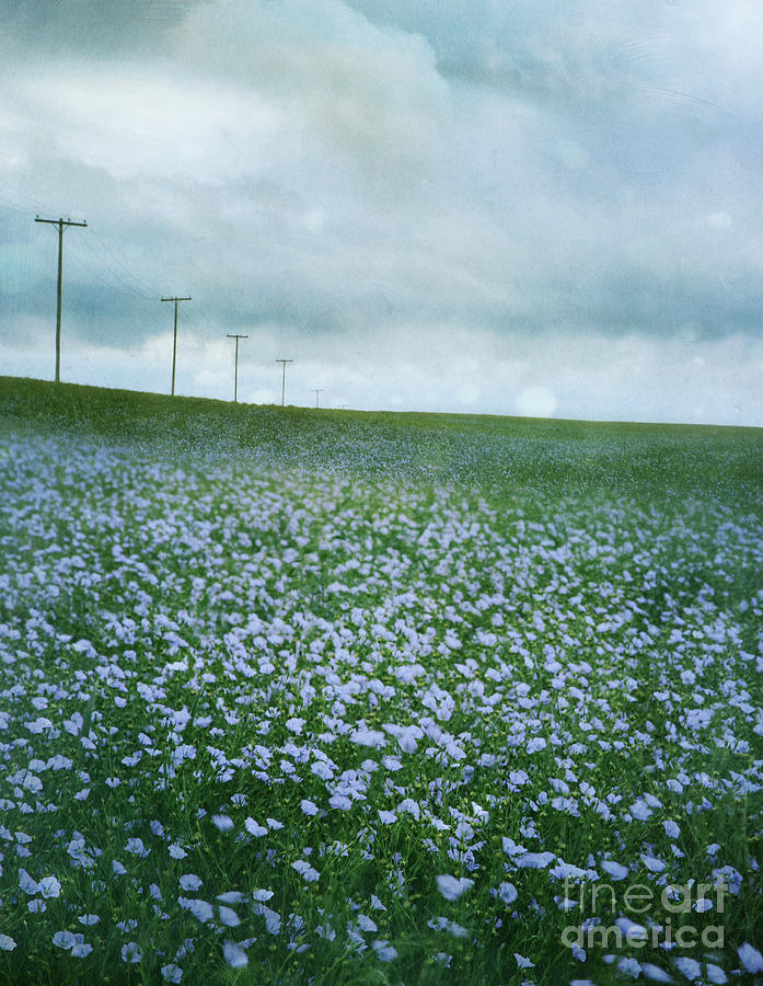 Field of flax seed flowers on the prairies #1 Photograph by Sandra Cunningham