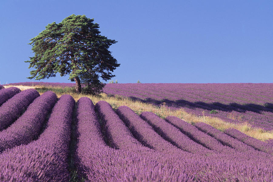 Flower Photograph - Field Of Lavender #1 by David Nunuk