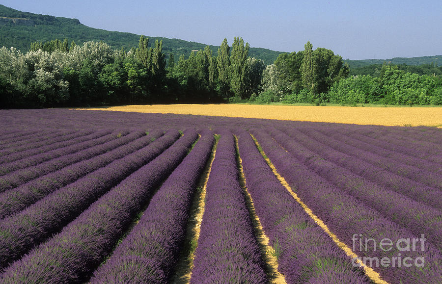 Landscape Photograph - Field of lavender. Provence #1 by Bernard Jaubert
