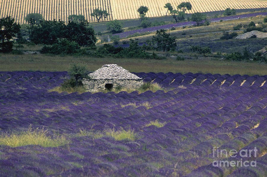 Perfume Photograph - Field of lavender. Sault #1 by Bernard Jaubert