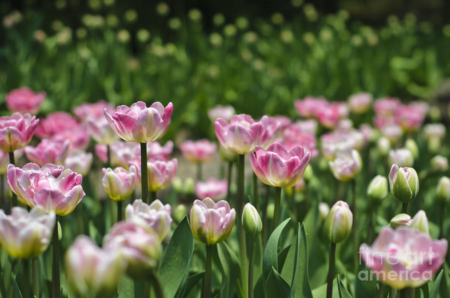 Tulip Photograph - Field of tulips #1 by Christine Kapler
