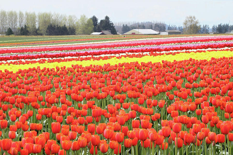 Field of Tulips #1 Photograph by Pierre Leclerc Photography