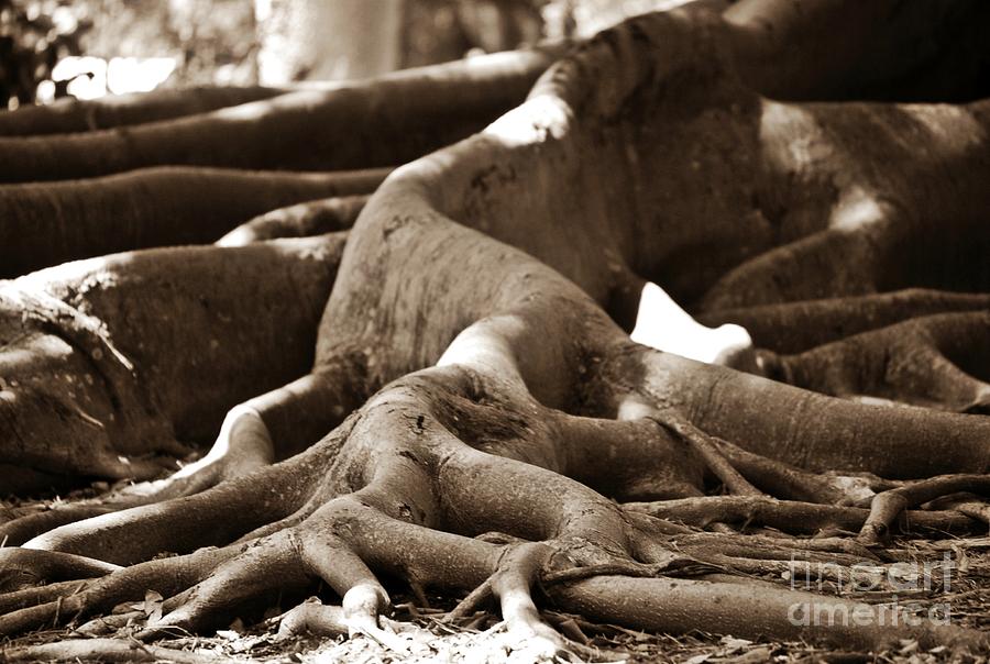 Fig Tree Roots #1 Photograph by Angela Murray