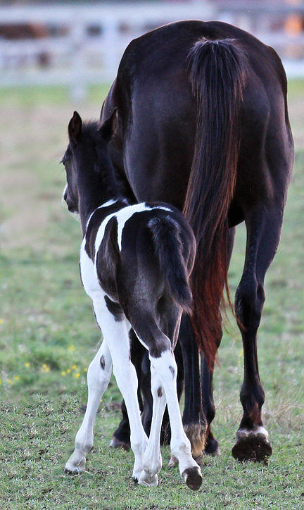 Horse Photograph - Filly #1 by Elizabeth Hart