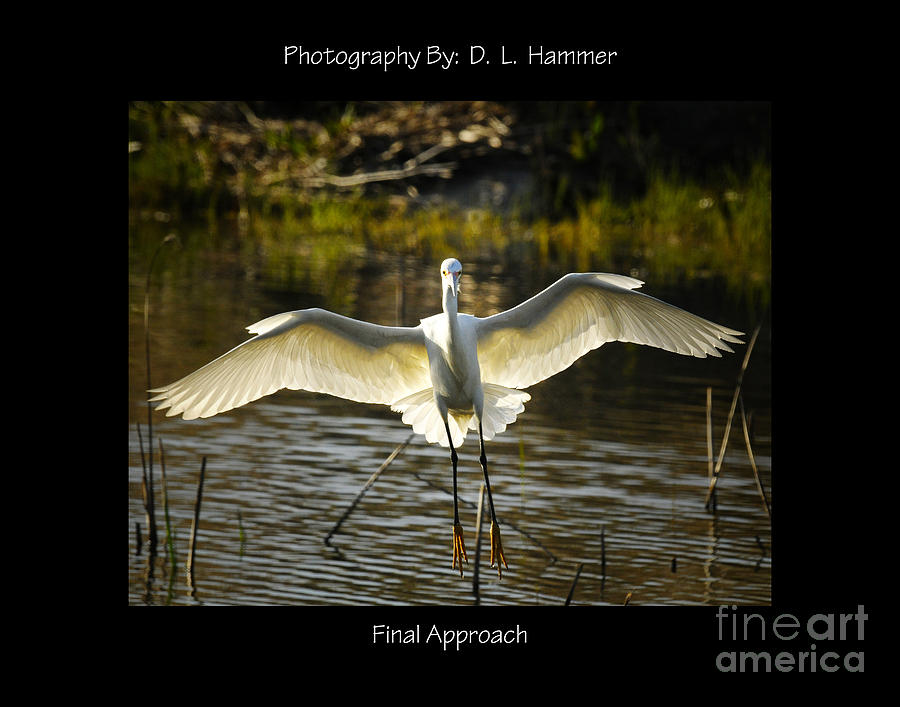 Final Approach Photograph by Dennis Hammer Fine Art America