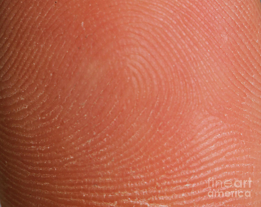 Fingerprint Ridges #1 Photograph by Photo Researchers, Inc.