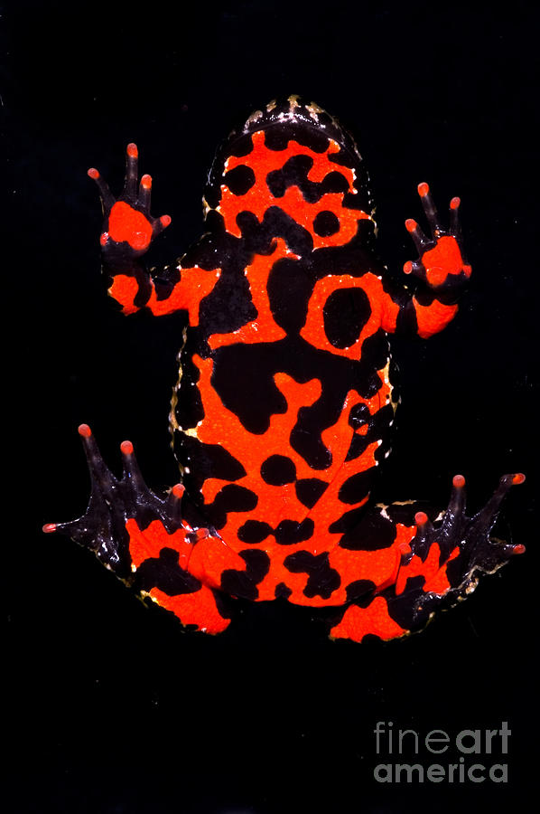 Fire Belly Toad #1 Photograph by Dante Fenolio