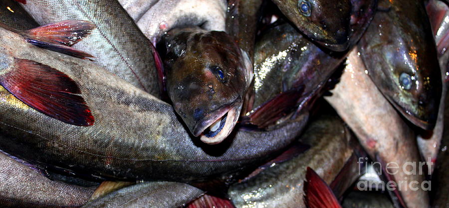 Fish Catch #1 Photograph by Henrik Lehnerer