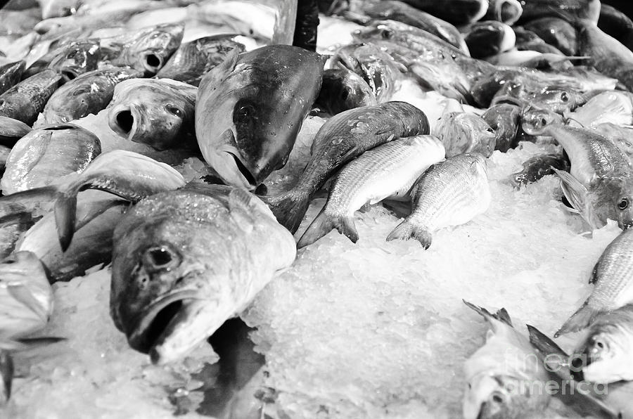Fish on Ice #1 Photograph by Yurix Sardinelly