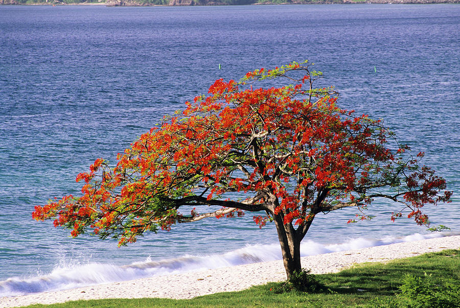 Flamboyant Tree Photograph By David Nunuk