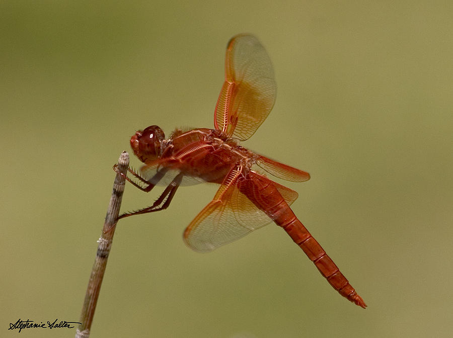 Flame Skimmer #2 Photograph by Stephanie Salter