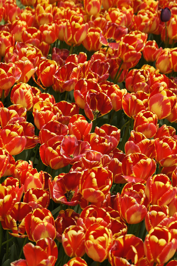 Flaming Tulips #1 Photograph by Michele Burgess