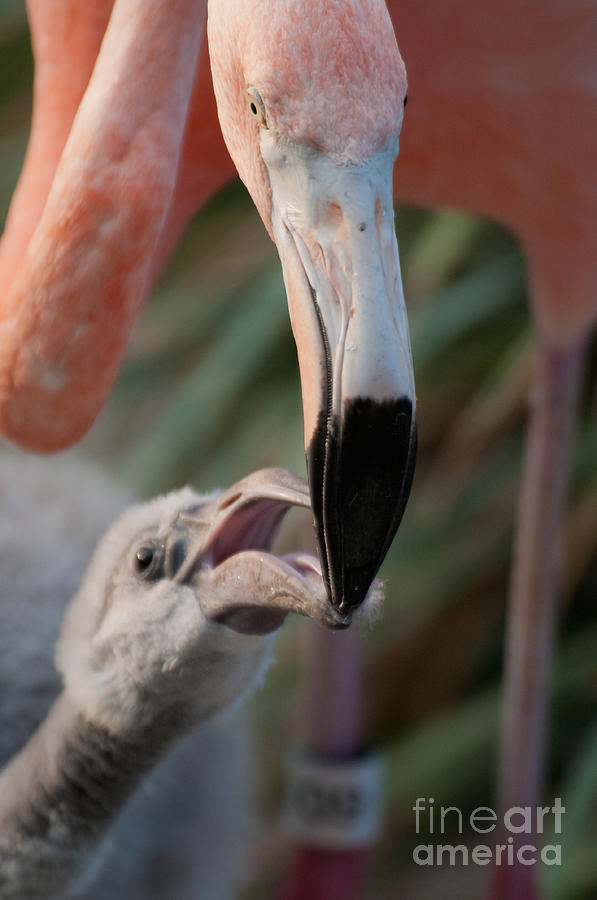 Animal Digital Art - Flamingos #1 by Carol Ailles
