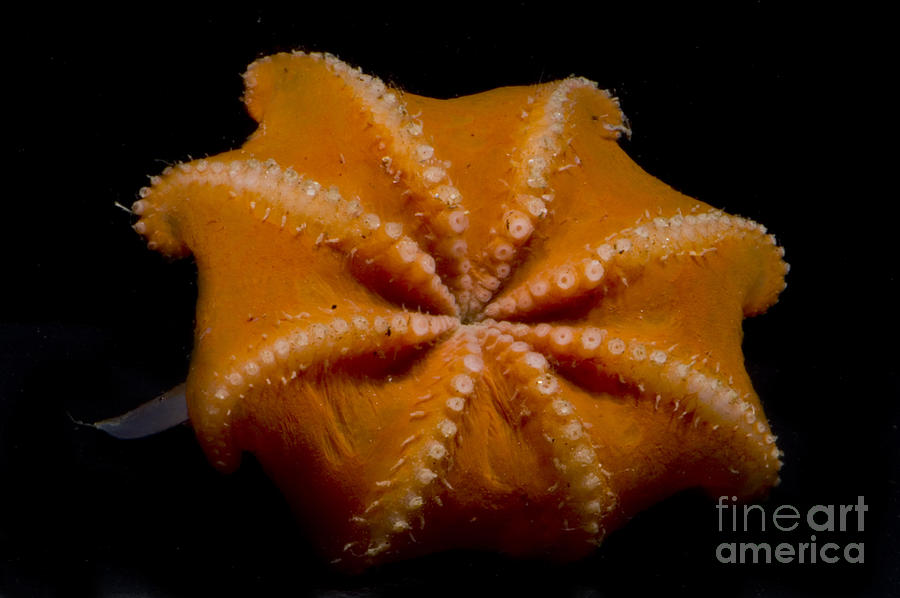 Flapjack Octopus #1 Photograph by Dante Fenolio