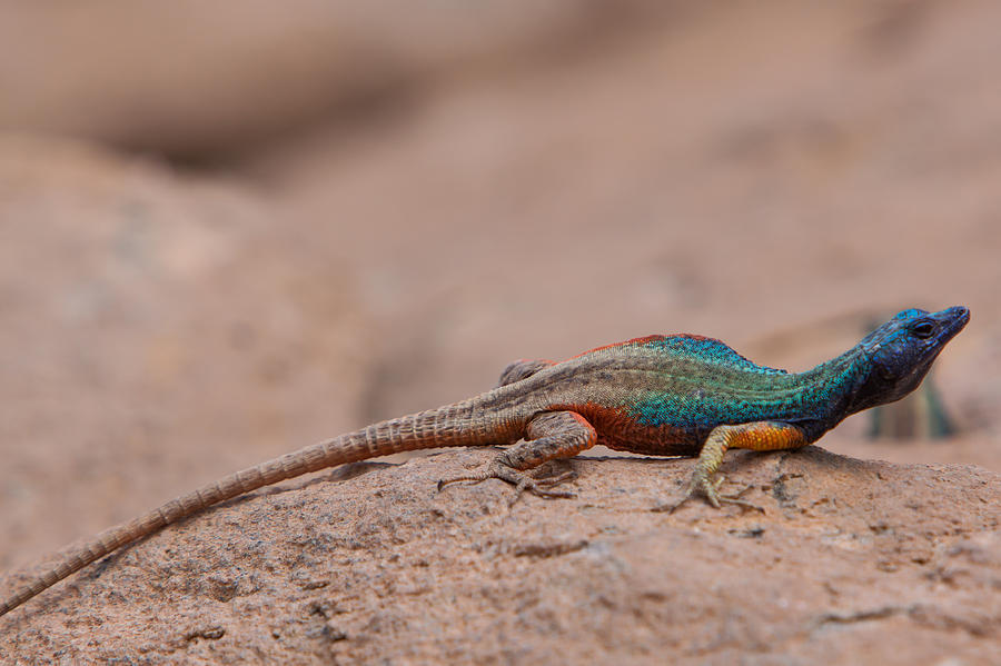 Wildlife Photograph - Flat Lizard #1 by Hein Welman