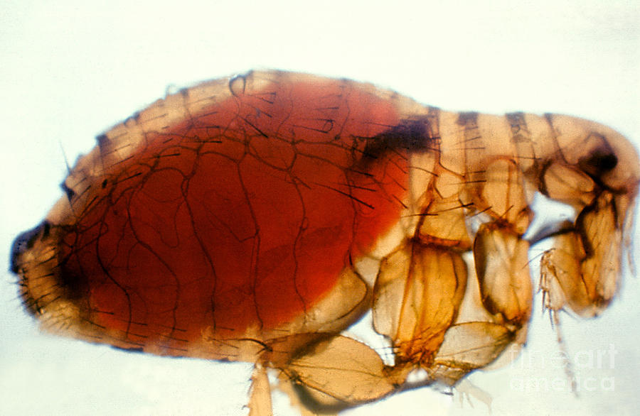 Flea Infected With Plague #1 Photograph by Science Source