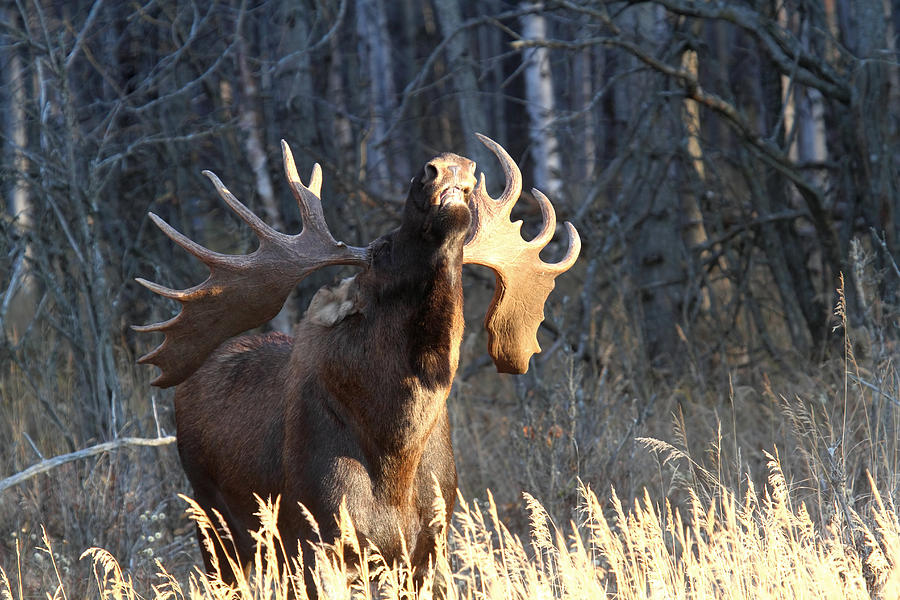 Moose Photograph - Flehmen #1 by Doug Lloyd
