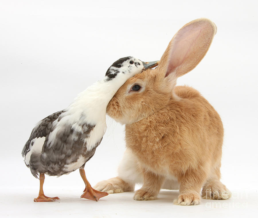 Flemish Giant Rabbit And Call Duck #1  by Mark Taylor