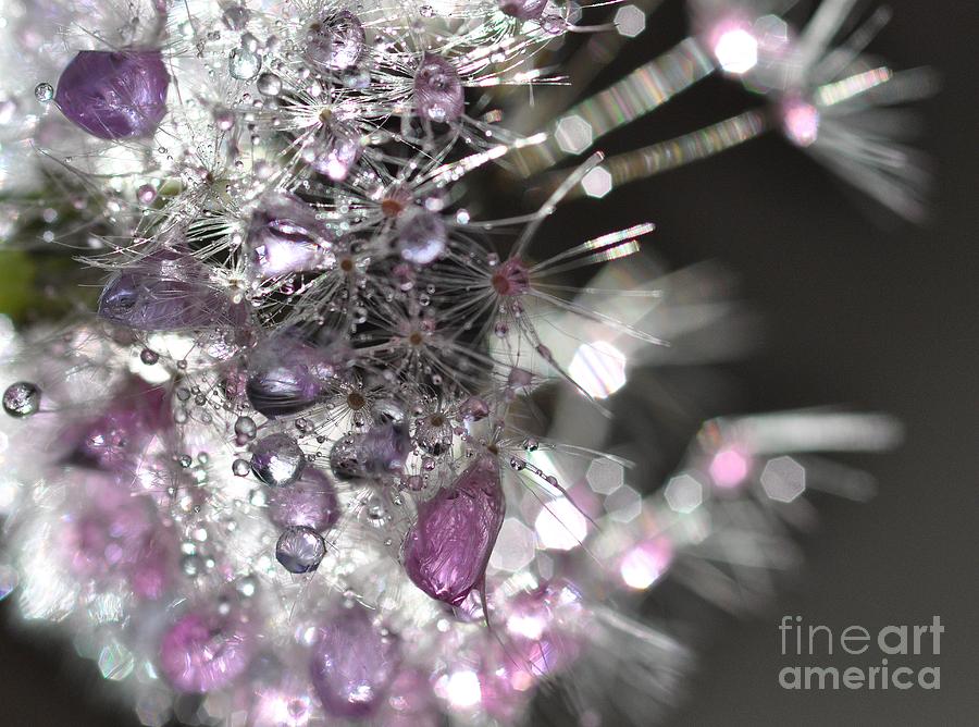 Fleur De Cristal #1 Photograph by Sylvie Leandre