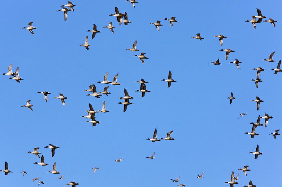 Flock Of Northern Pintail Ducks #1 By Science Photo Library