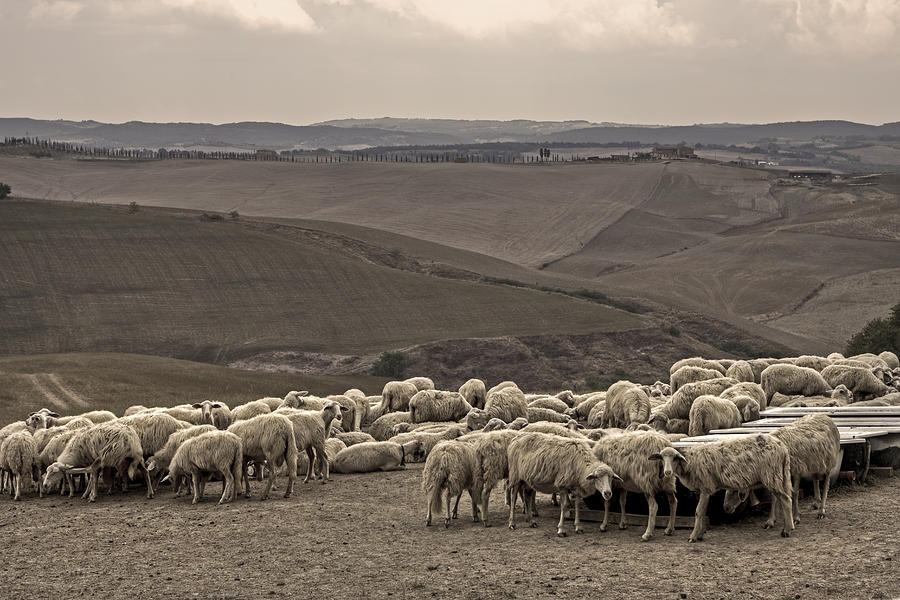 Sheep Photograph - Flock Of Sheep #1 by Joana Kruse