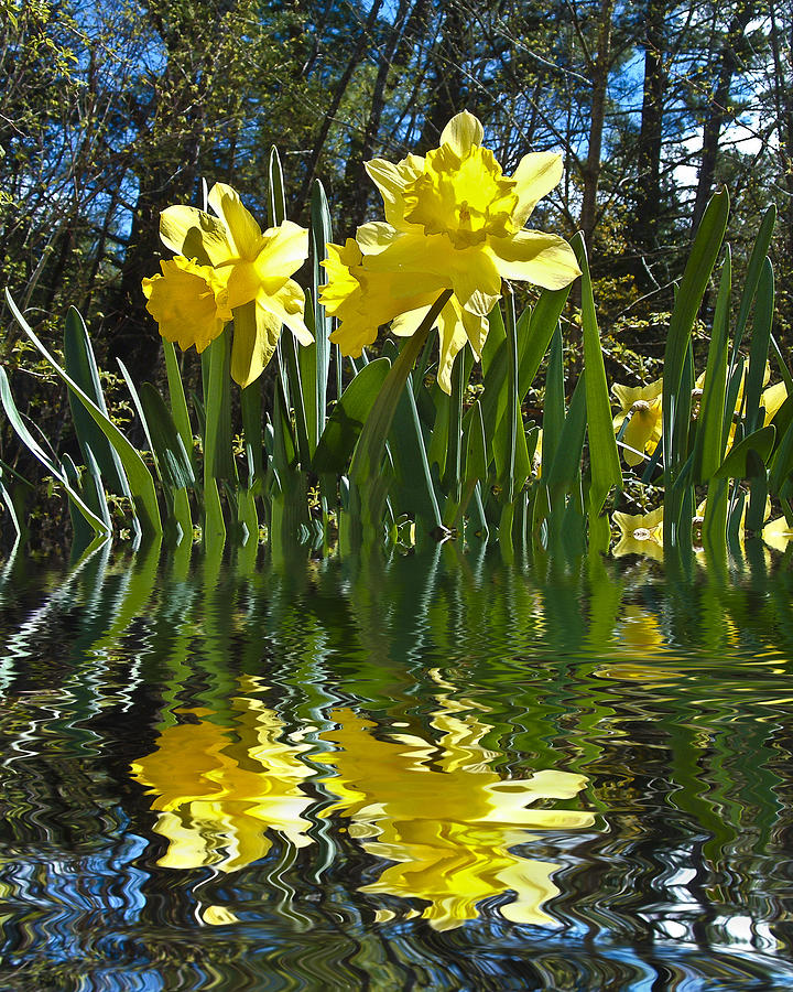 Flooded Daffodils Photograph by Bill Barber