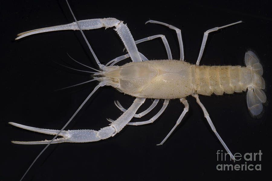 Florida Cave Crayfish #1 Photograph by Dante Fenolio