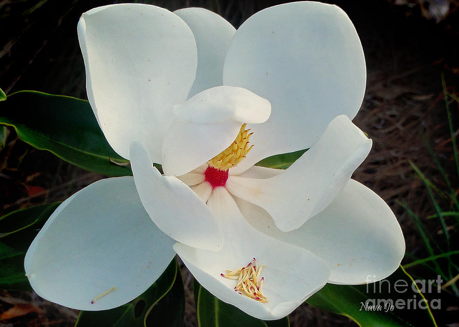 White Florida Magnolia Photograph by Nava Thompson