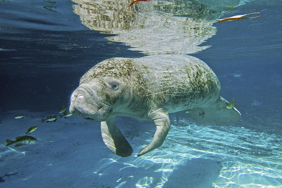 Florida Manatee Swimming Photograph by Clay Coleman - Fine Art America
