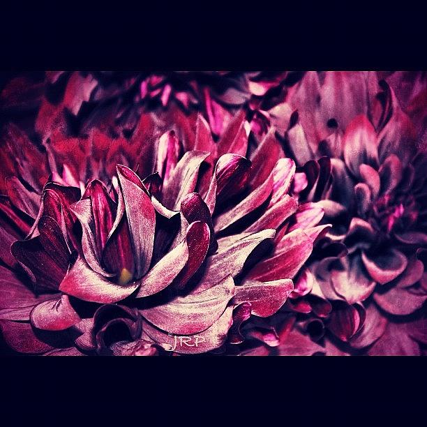 Nature Photograph - Flower Art #1 by Julianna Rivera-Perruccio