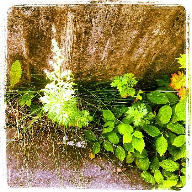 Nature Photograph - #flower #blossom #nature #plant #plants #1 by Line Jensen