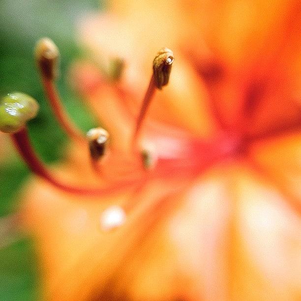 Flowers Still Life Photograph - #flower #1 by Brandon Harris