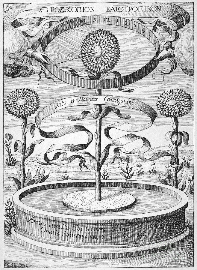 Flower Clock, 1643 #1 Photograph by Granger Flower Clock, 1643 #1 Photograph by Granger