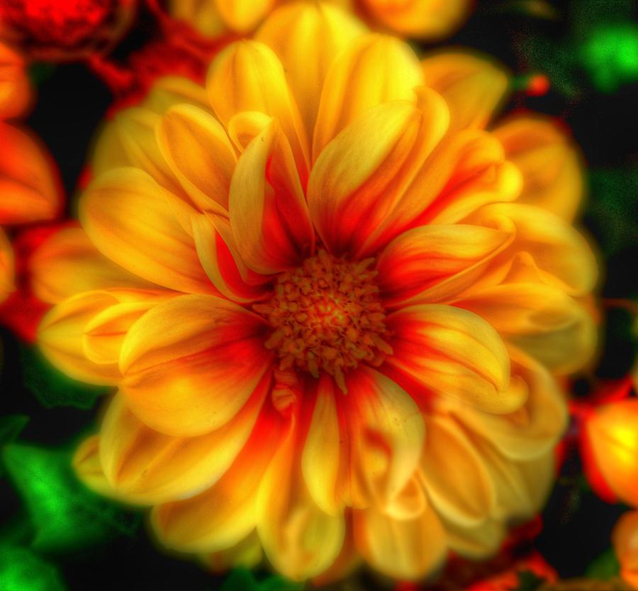 Flower #1 Photograph by Craig Incardone