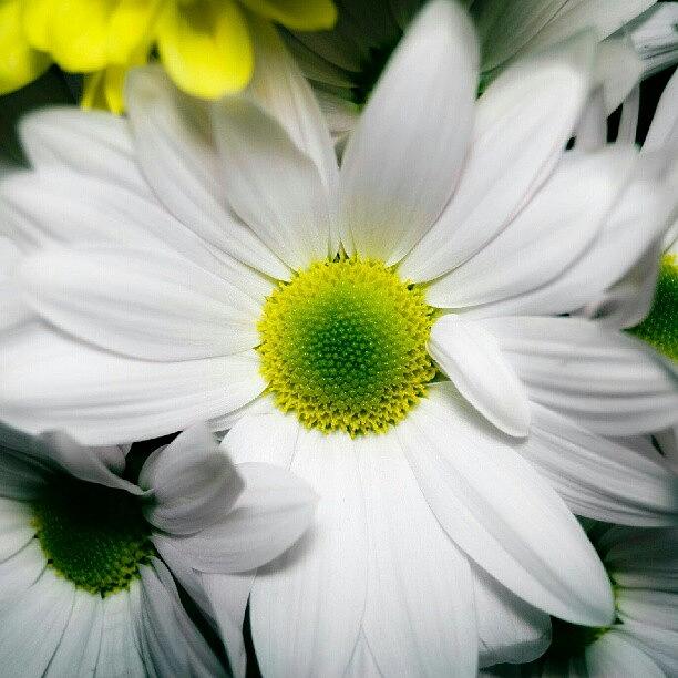 Nature Photograph - Flower #1 by Dan Slade