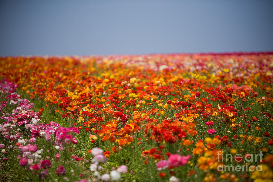 Flower Fields #1 Photograph by Daniel  Knighton