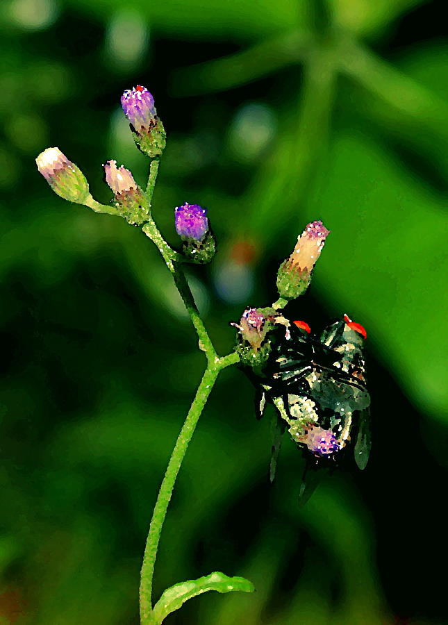 Flower Fly #1 Photograph by Arik S Mintorogo